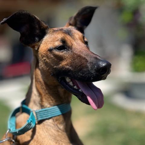 *** Baby Girl, Adoptable, Adult Female Doberman Pinscher & Belgian Shepherd / Malinois.