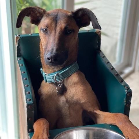 *** Baby Girl, a Adoptable mixed breed in Bulverde, TX image 2/3