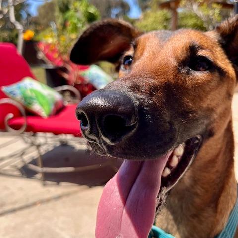 *** Baby Girl, a Adoptable mixed breed in Bulverde, TX image 3/3