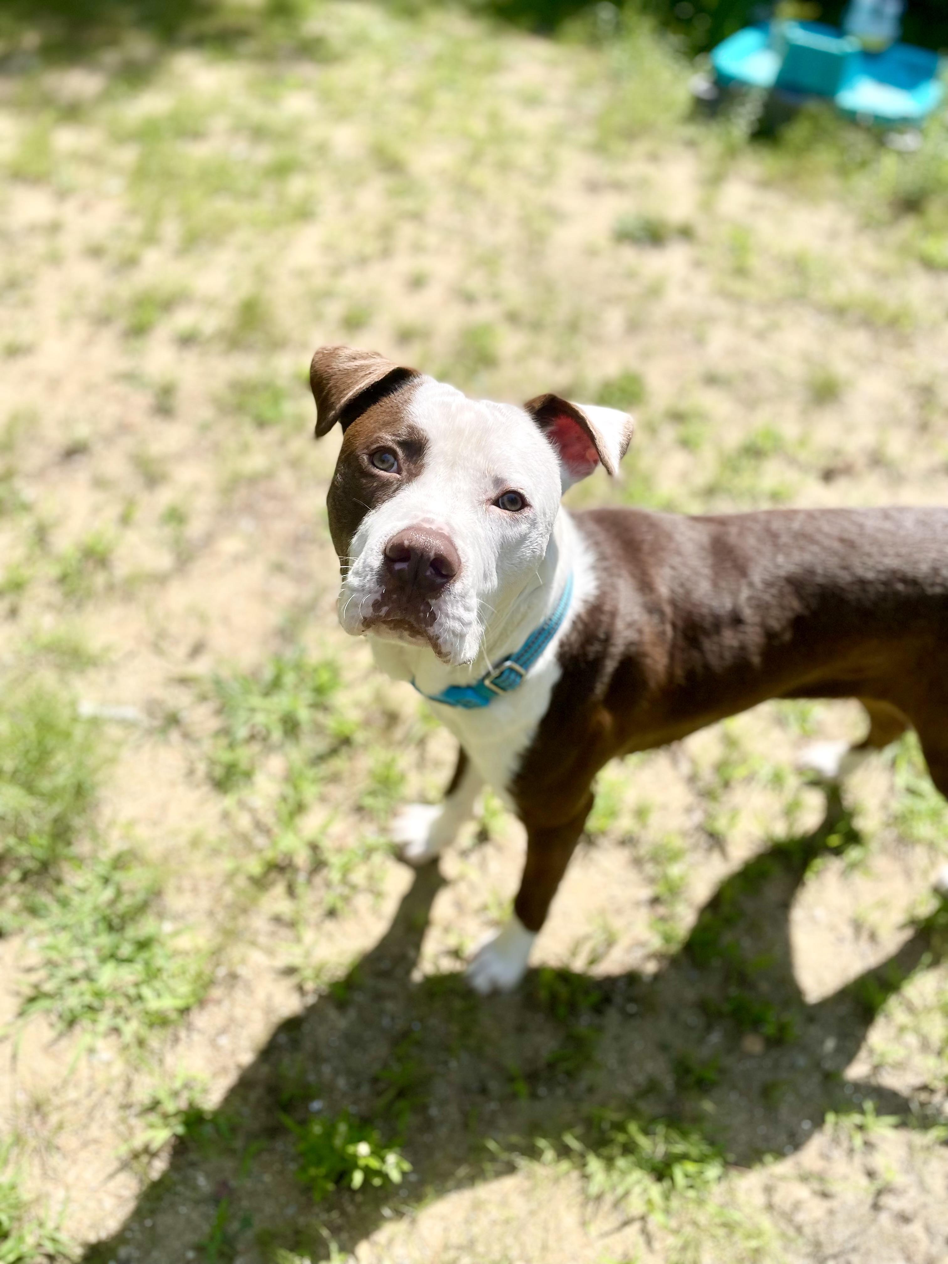 Saber, ADOPTABLE, Adult Male Pit Bull Terrier.