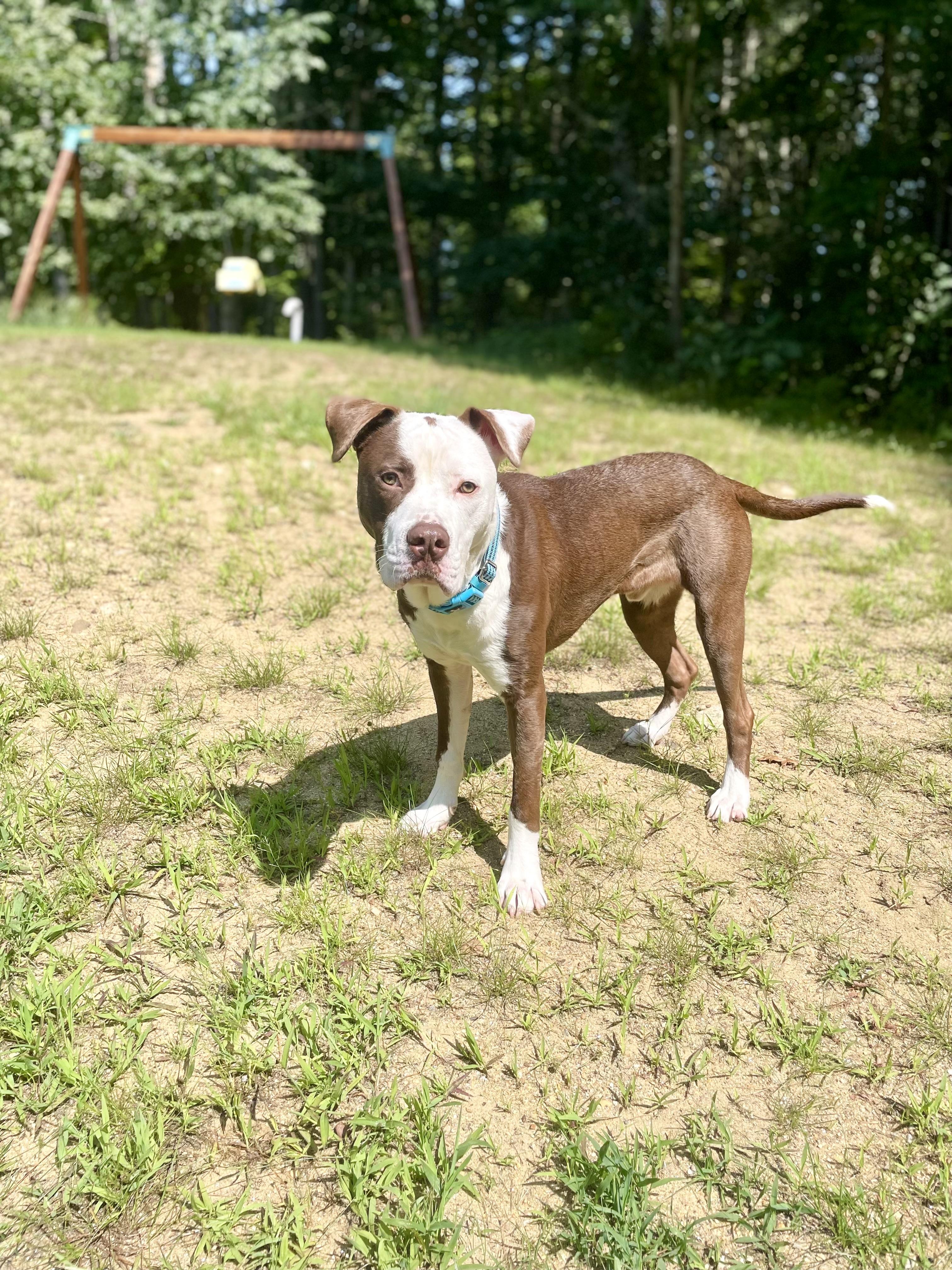 Enlarge Saber, a ADOPTABLE mixed breed in Kennebunk , ME image 5/6