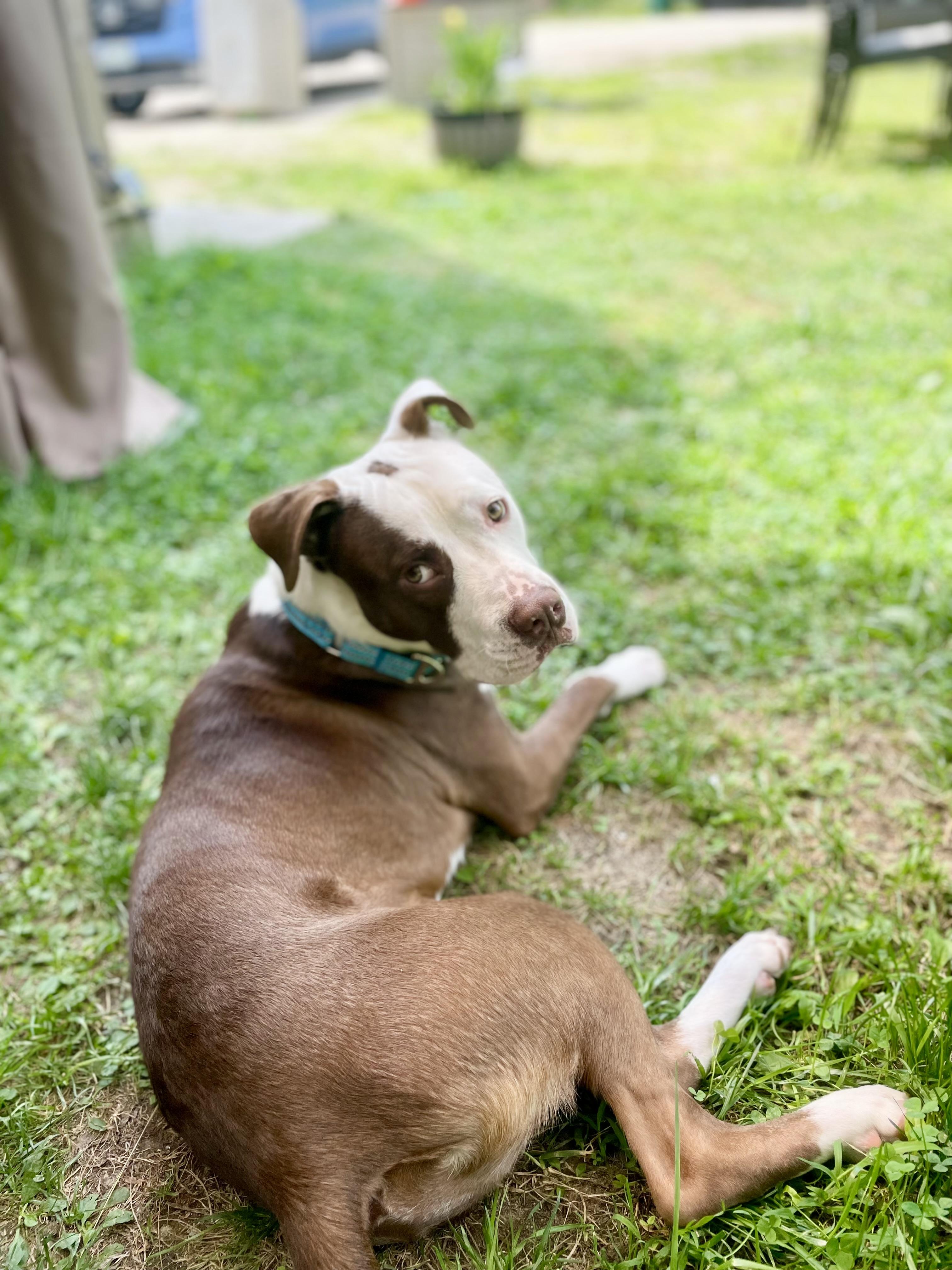 Enlarge Saber, a ADOPTABLE mixed breed in Kennebunk , ME image 2/6