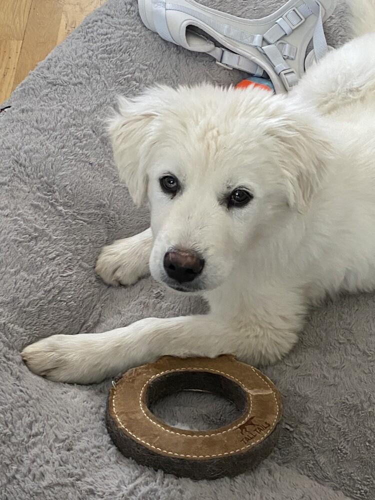 Enlarge Gus, a Adoptable Great Pyrenees in Denver, CO image 1/6