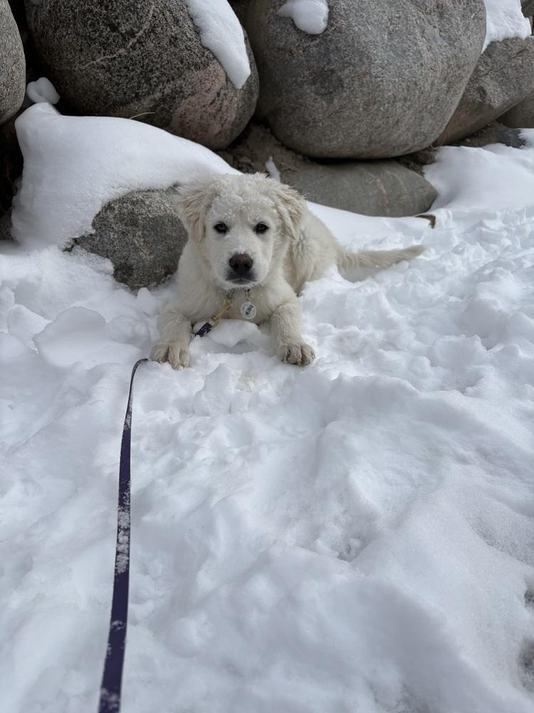 Enlarge Gus, a Adoptable Great Pyrenees in Denver, CO image 2/6