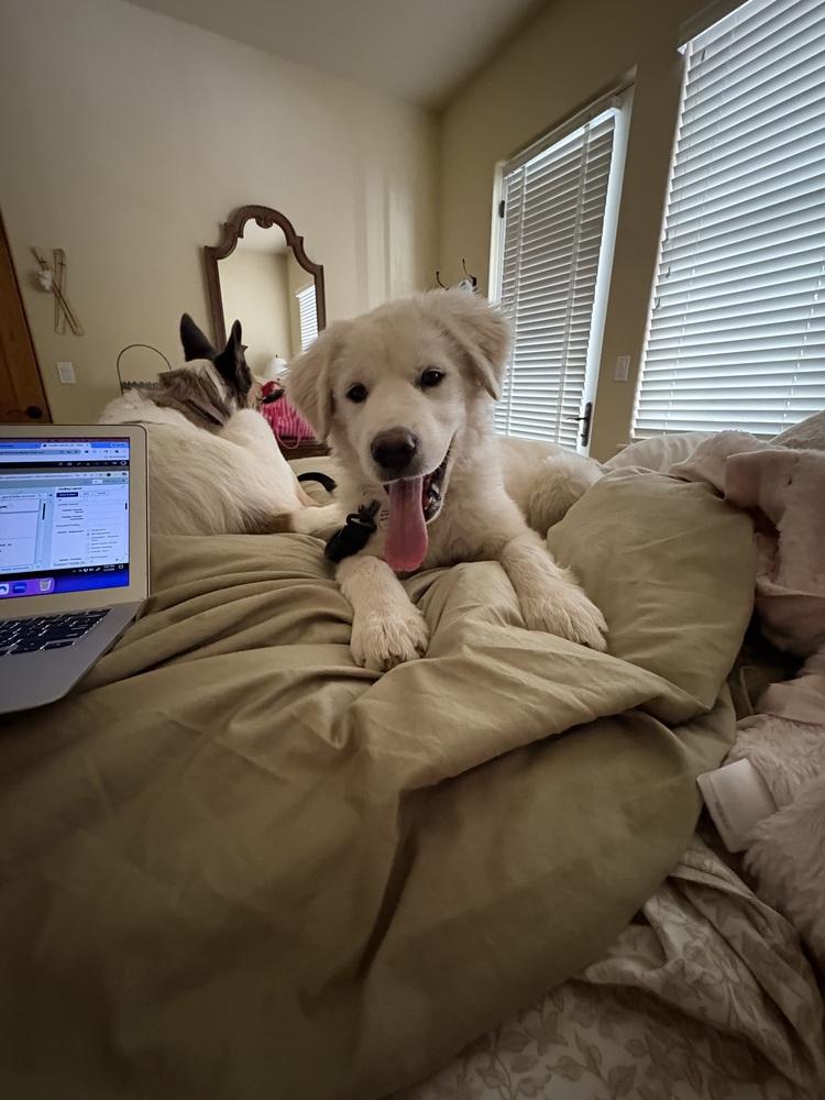 Enlarge Gus, a Adoptable Great Pyrenees in Denver, CO image 3/6