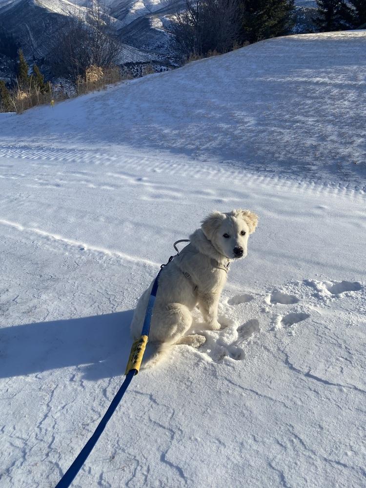 Enlarge Gus, a Adoptable Great Pyrenees in Denver, CO image 4/6