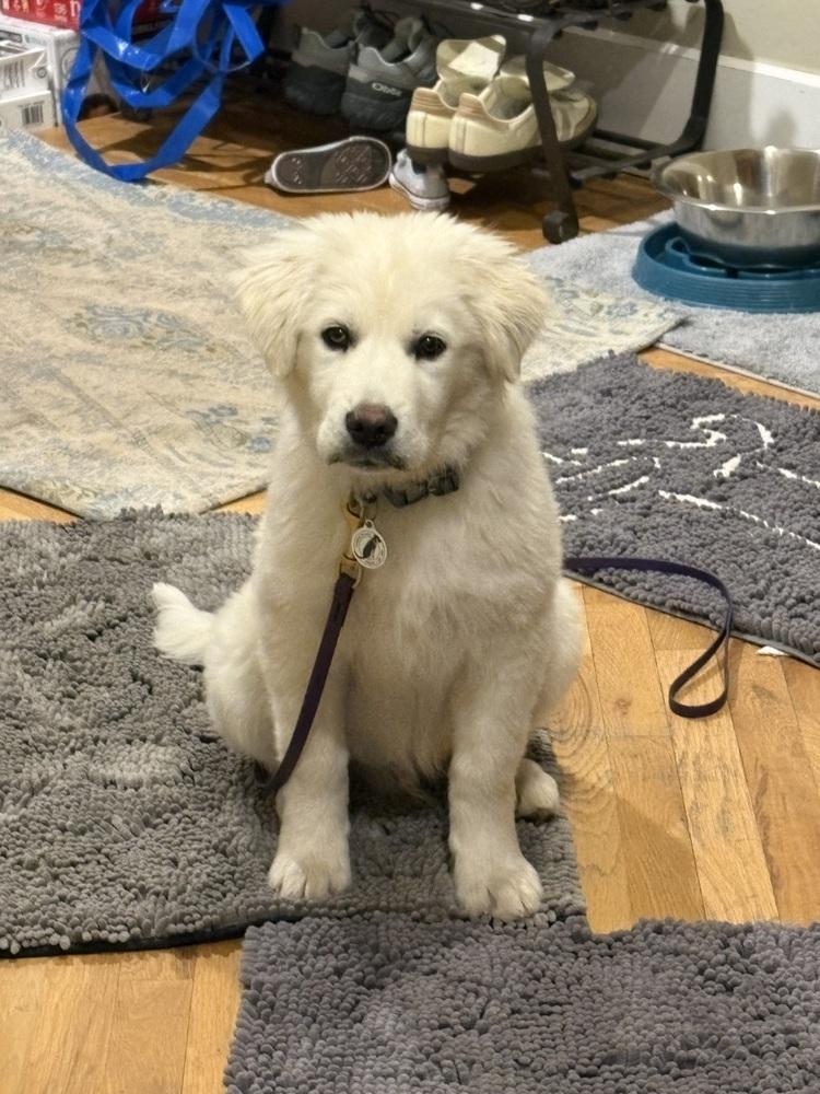 Enlarge Gus, a Adoptable Great Pyrenees in Denver, CO image 5/6
