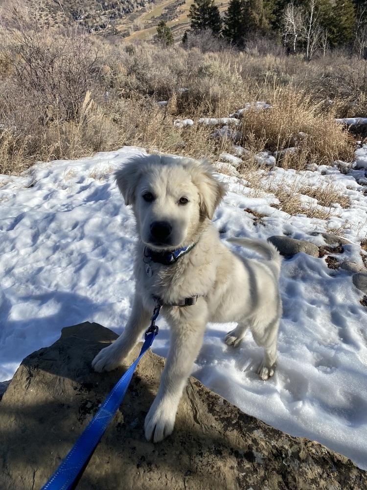 Enlarge Gus, a Adoptable Great Pyrenees in Denver, CO image 6/6
