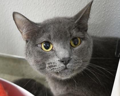 Berry, Adoptable, Adult Male Domestic Short Hair.