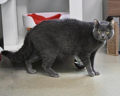 Enlarge Berry, a Adoptable Domestic Short Hair in West Seneca, NY image 2/2