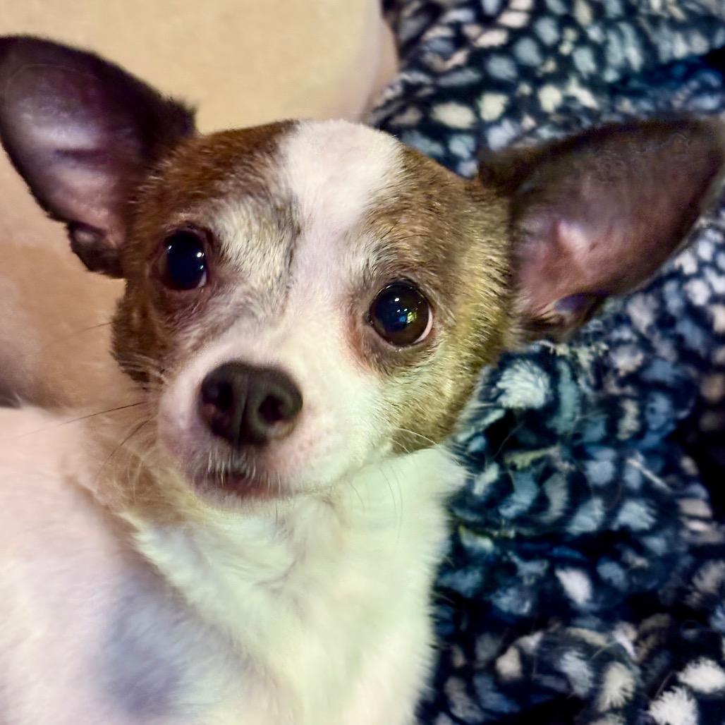 Enlarge Chino, a Adoptable Chihuahua in Lee's Summit, MO image 3/4