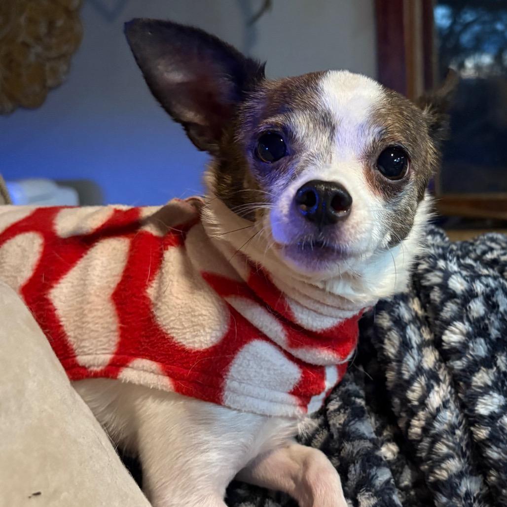 Enlarge Chino, a Adoptable Chihuahua in Lee's Summit, MO image 4/4