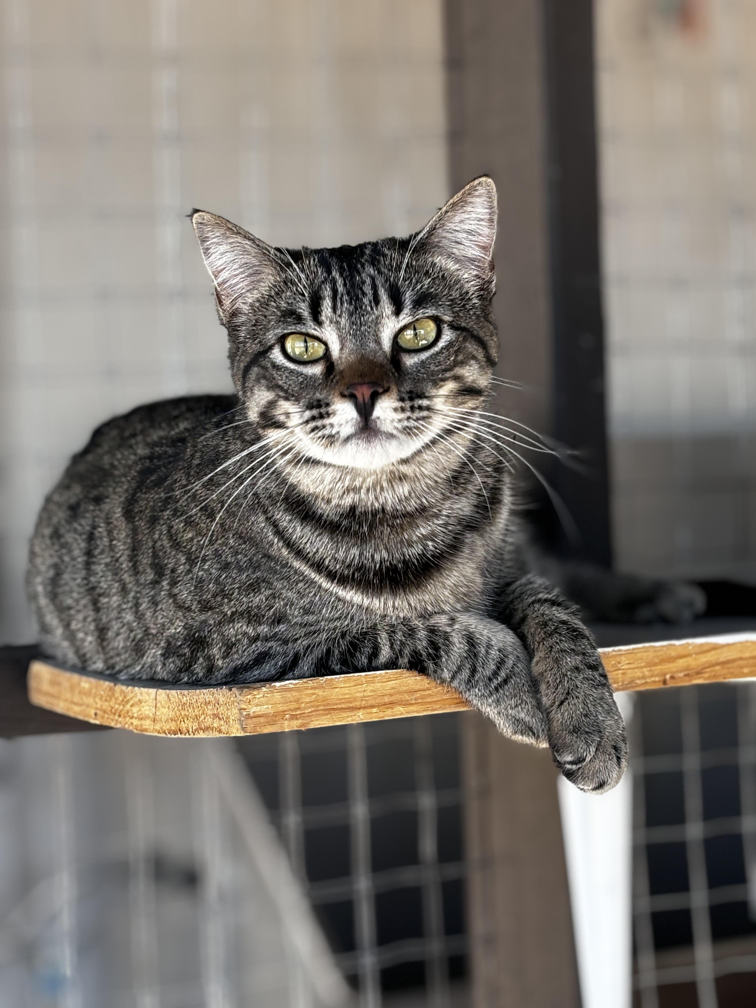 Enlarge Adam, a Adoptable Domestic Short Hair in Helendale, CA image 1/2