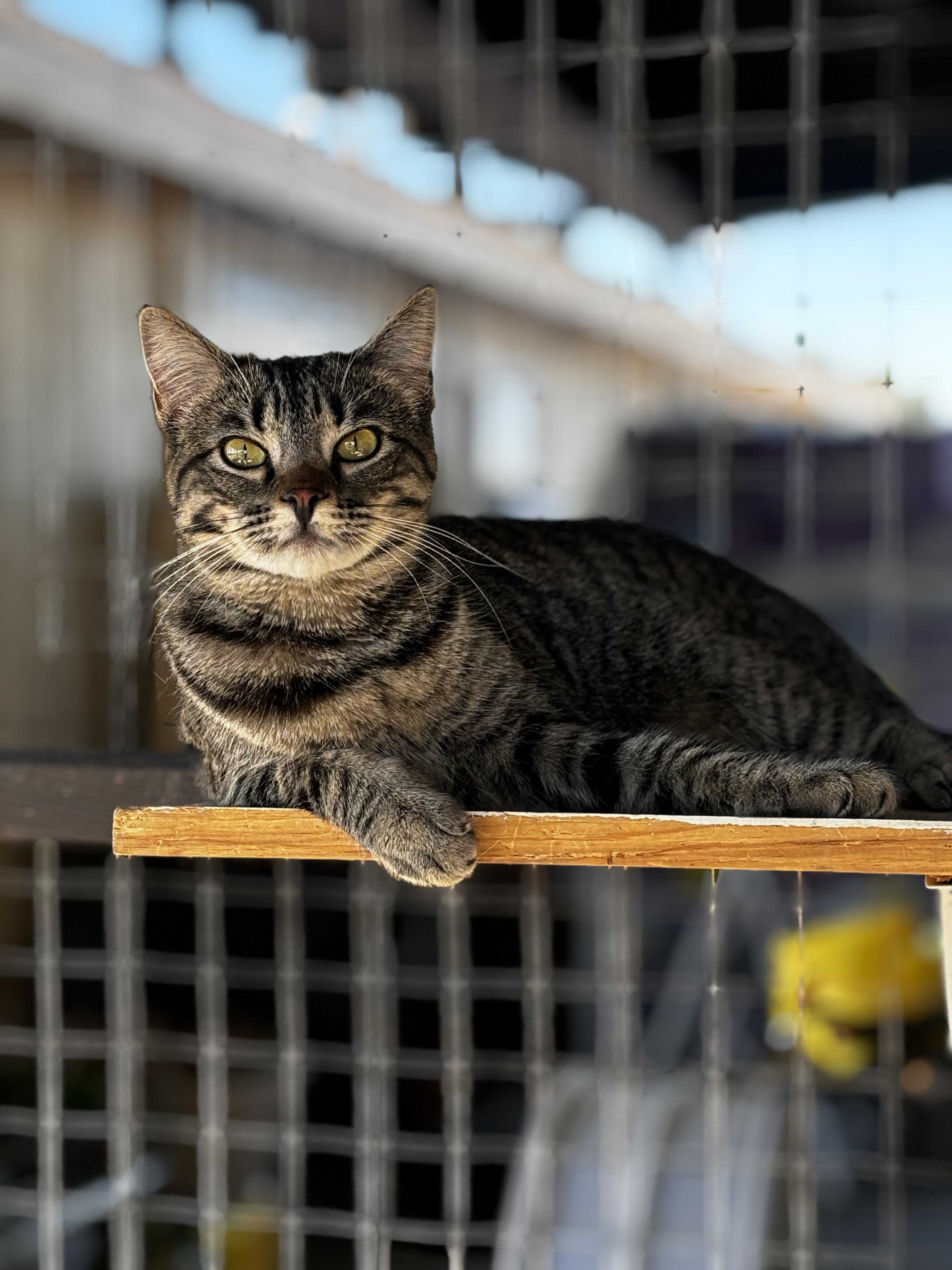 Enlarge Adam, a Adoptable Domestic Short Hair in Helendale, CA image 2/2