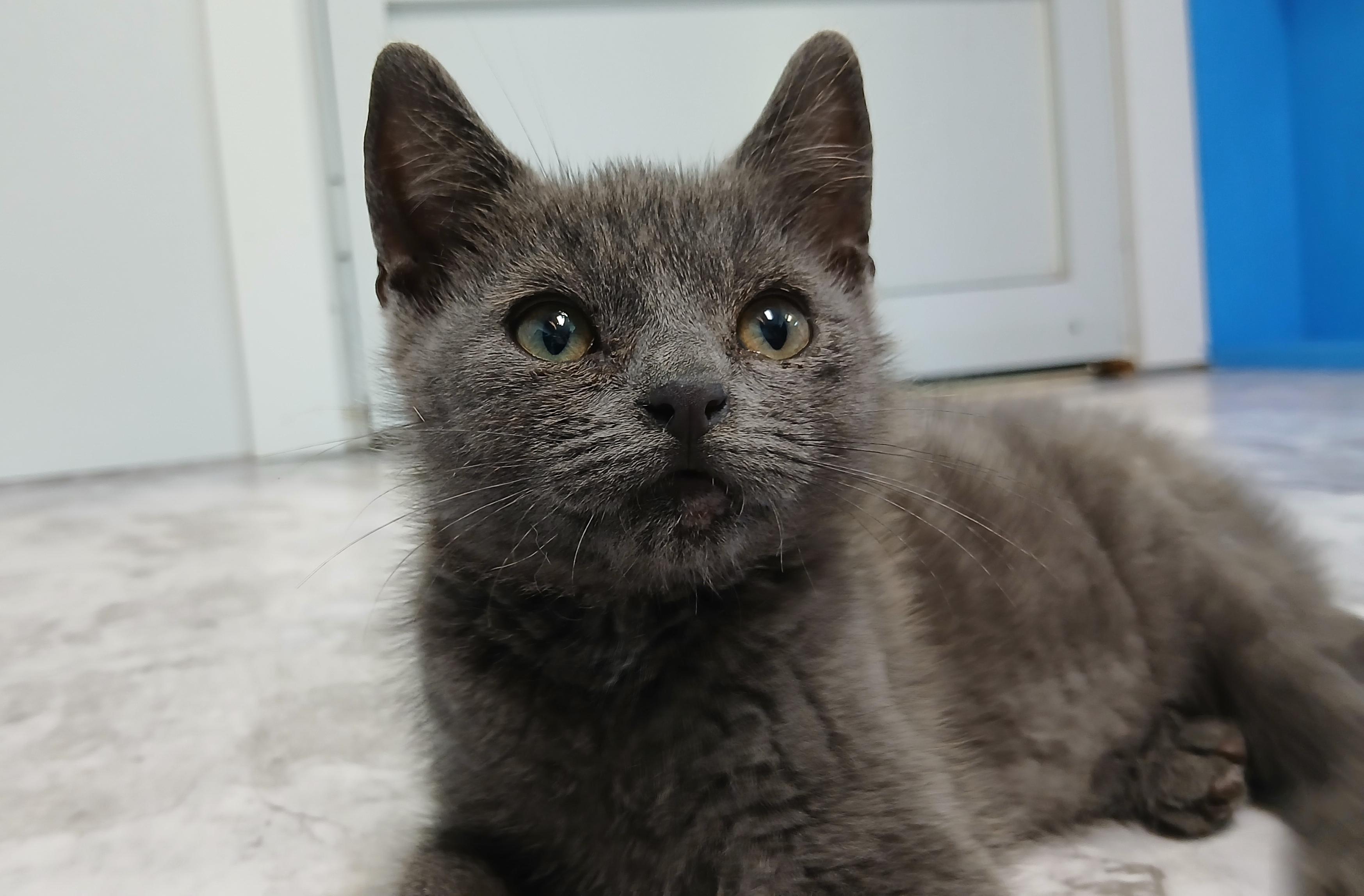 Everett, adopted, Kitten Male Domestic Short Hair.