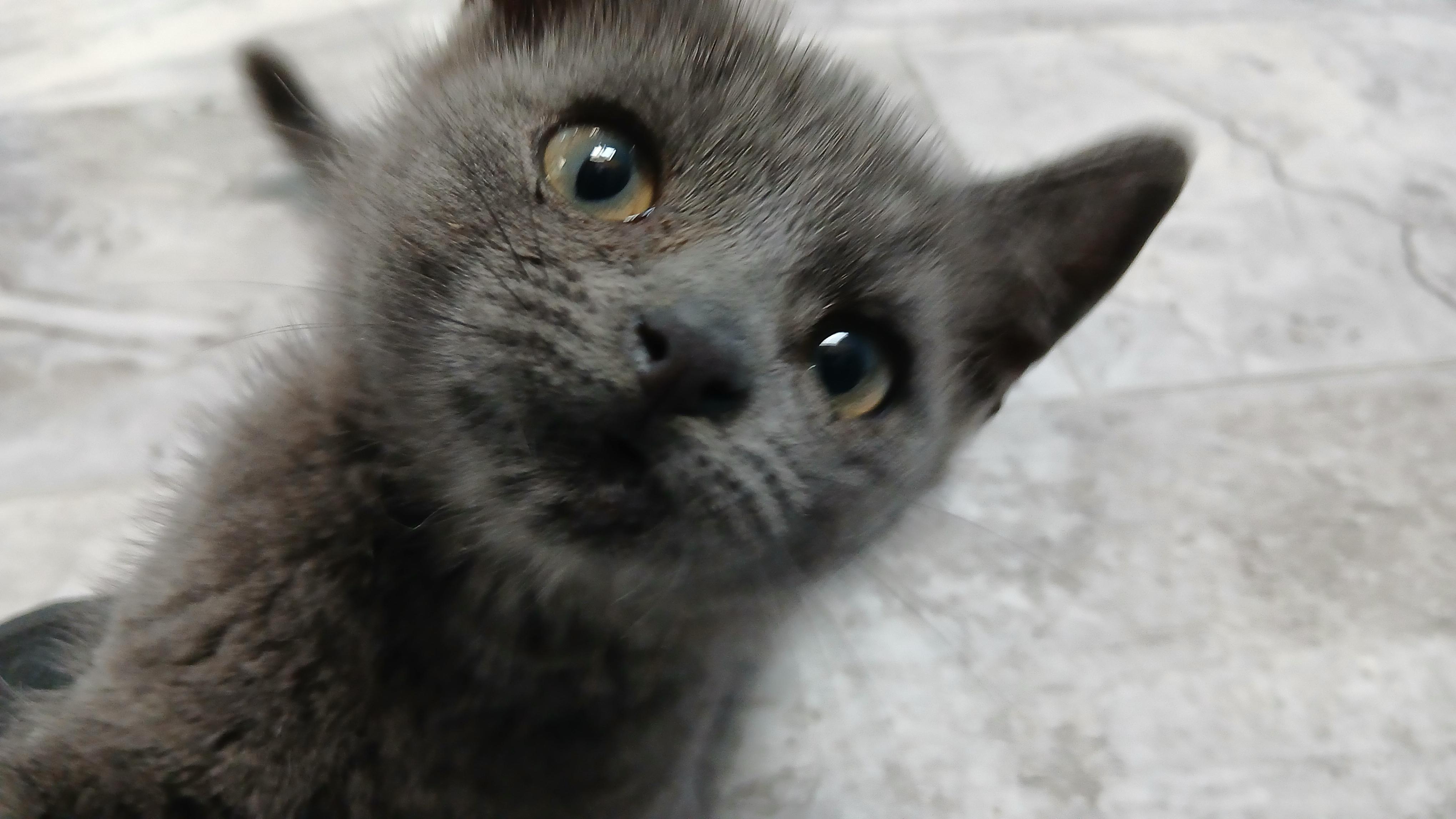 Everett, an adopted Domestic Short Hair in Cullowhee, NC image 3/6