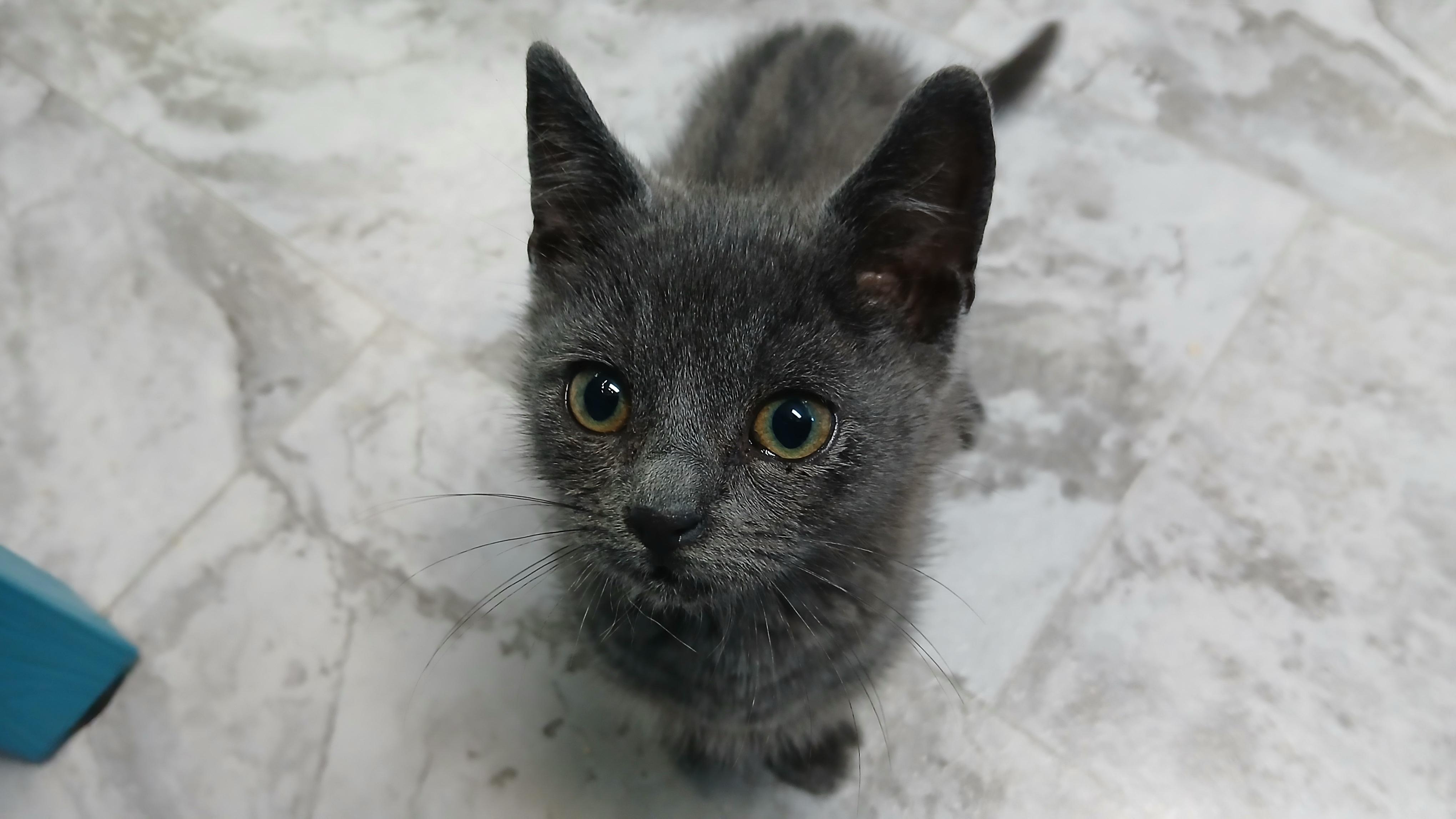 Everett, an adopted Domestic Short Hair in Cullowhee, NC image 6/6