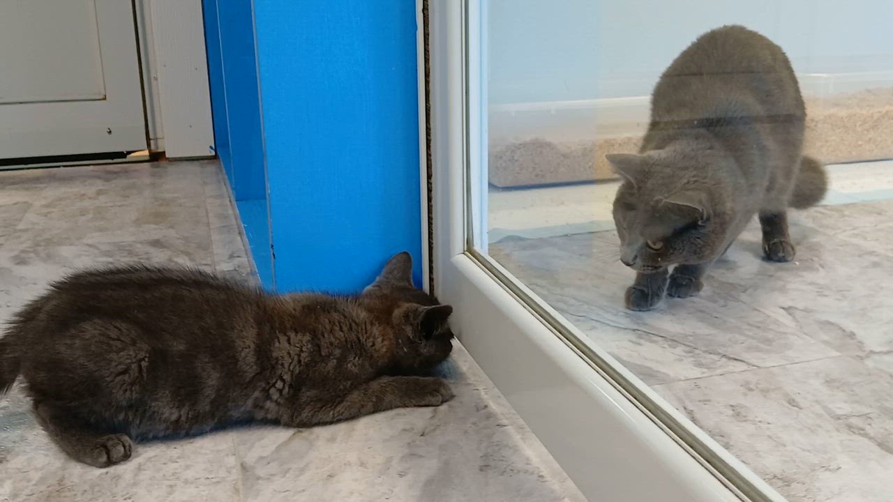 Enlarge Everett, an adopted Domestic Short Hair in Cullowhee, NC video 4/6