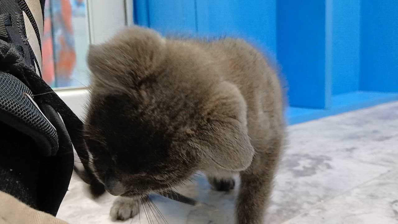 Enlarge Everett, an adopted Domestic Short Hair in Cullowhee, NC video 5/6