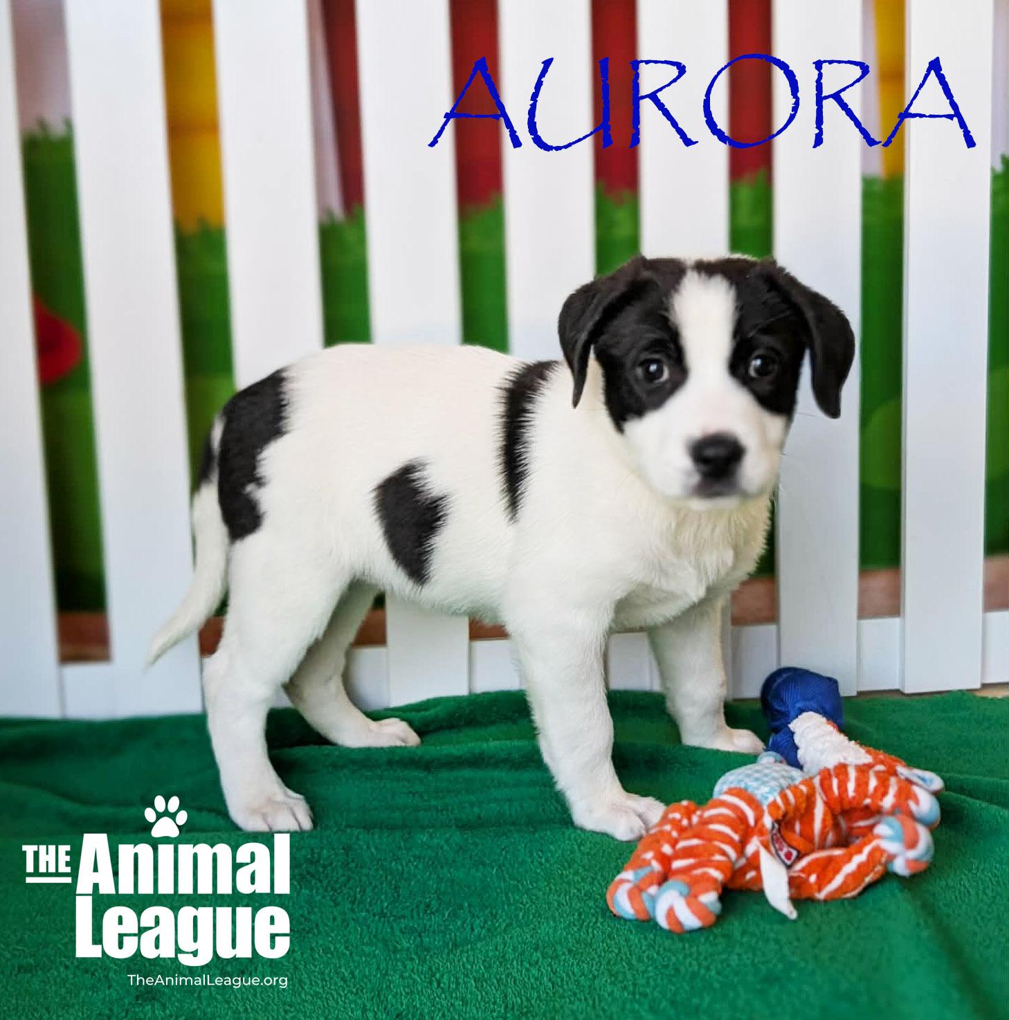 Enlarge Aurora, a ADOPTABLE mixed breed in Clermont, FL image 1/3