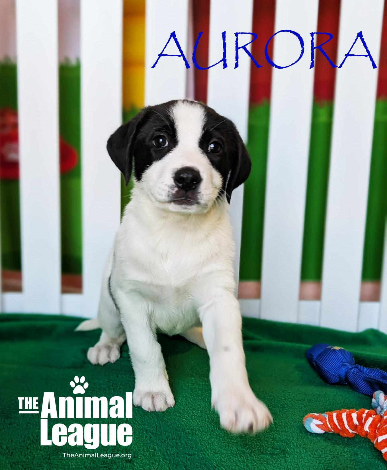 Enlarge Aurora, a ADOPTABLE mixed breed in Clermont, FL image 3/3
