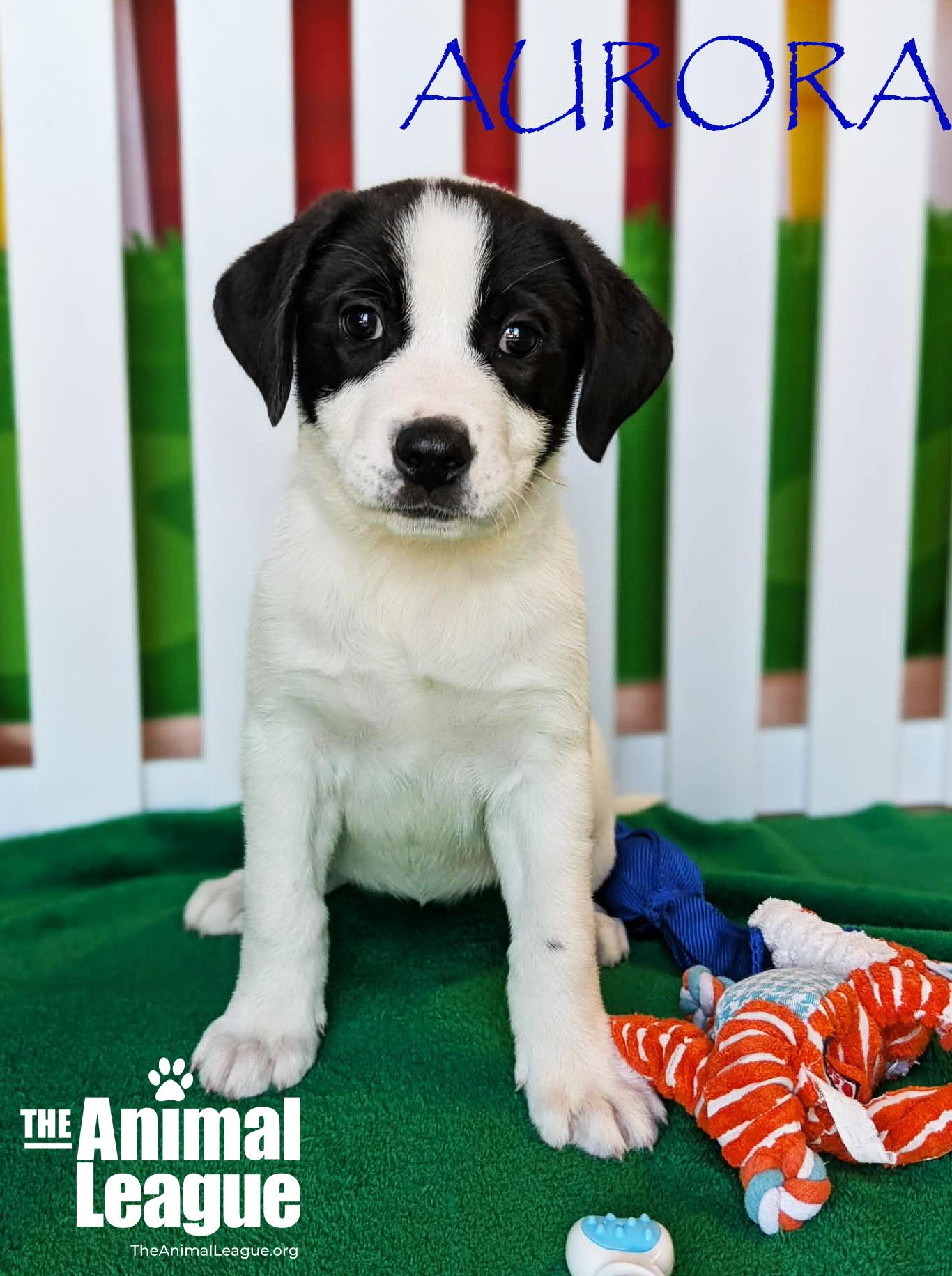 Enlarge Aurora, a ADOPTABLE mixed breed in Clermont, FL image 2/3