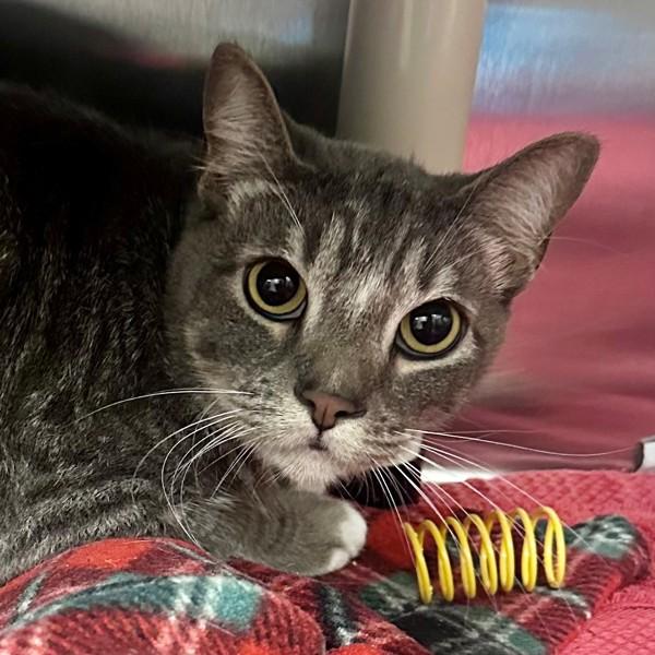 Miso, Adoptable, Adult Male Domestic Short Hair.