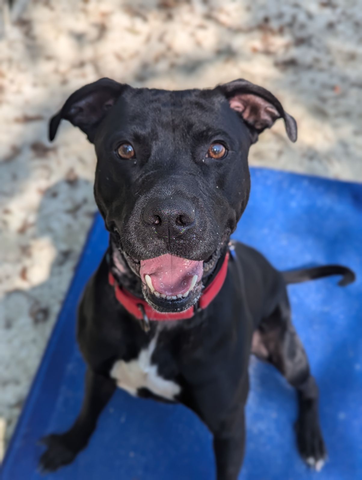 Capone, Adopted, Adult Male Pit Bull Terrier & Black Labrador Retriever.