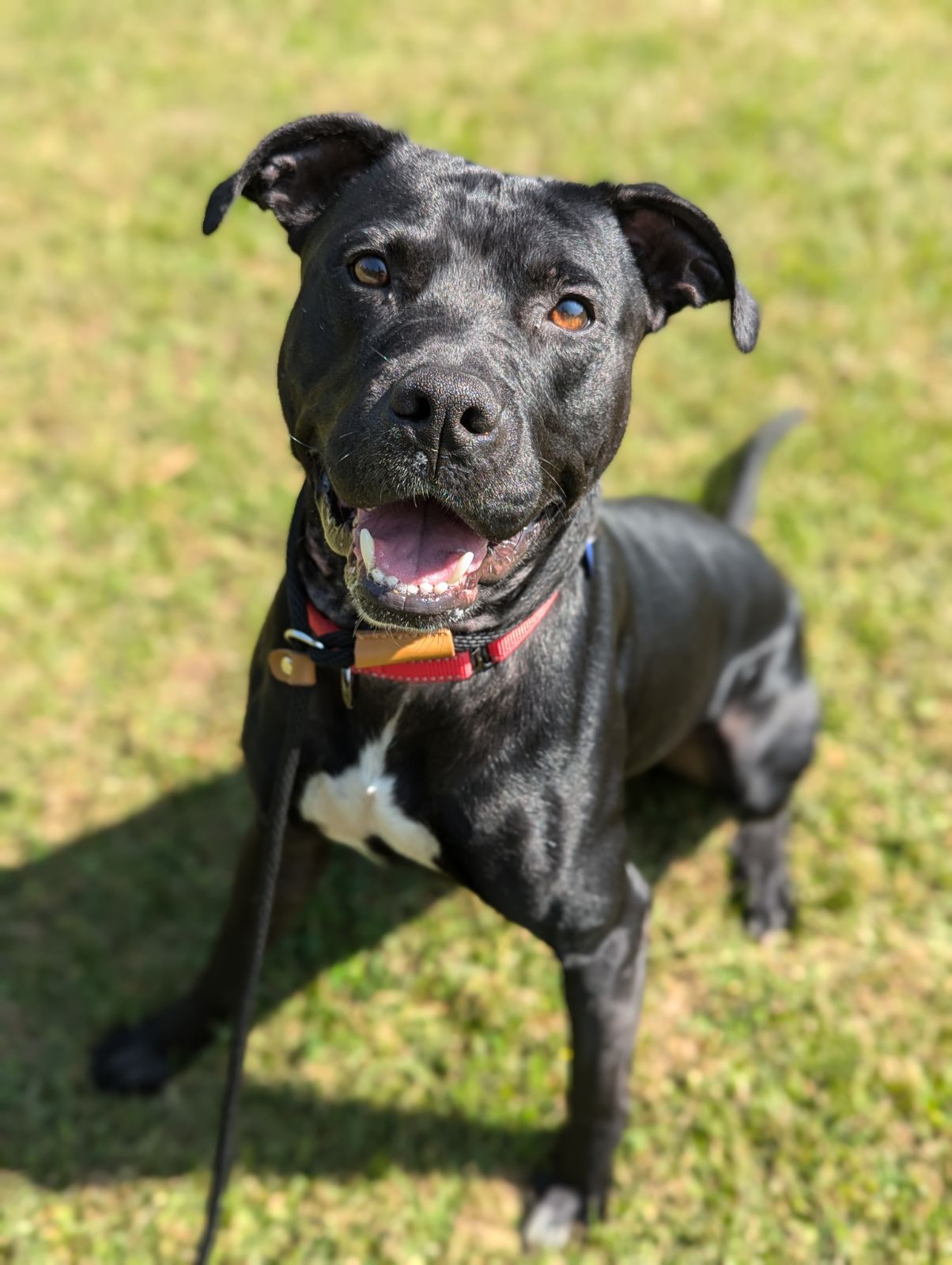 Capone, a Adopted mixed breed in North Adams, MA image 2/2