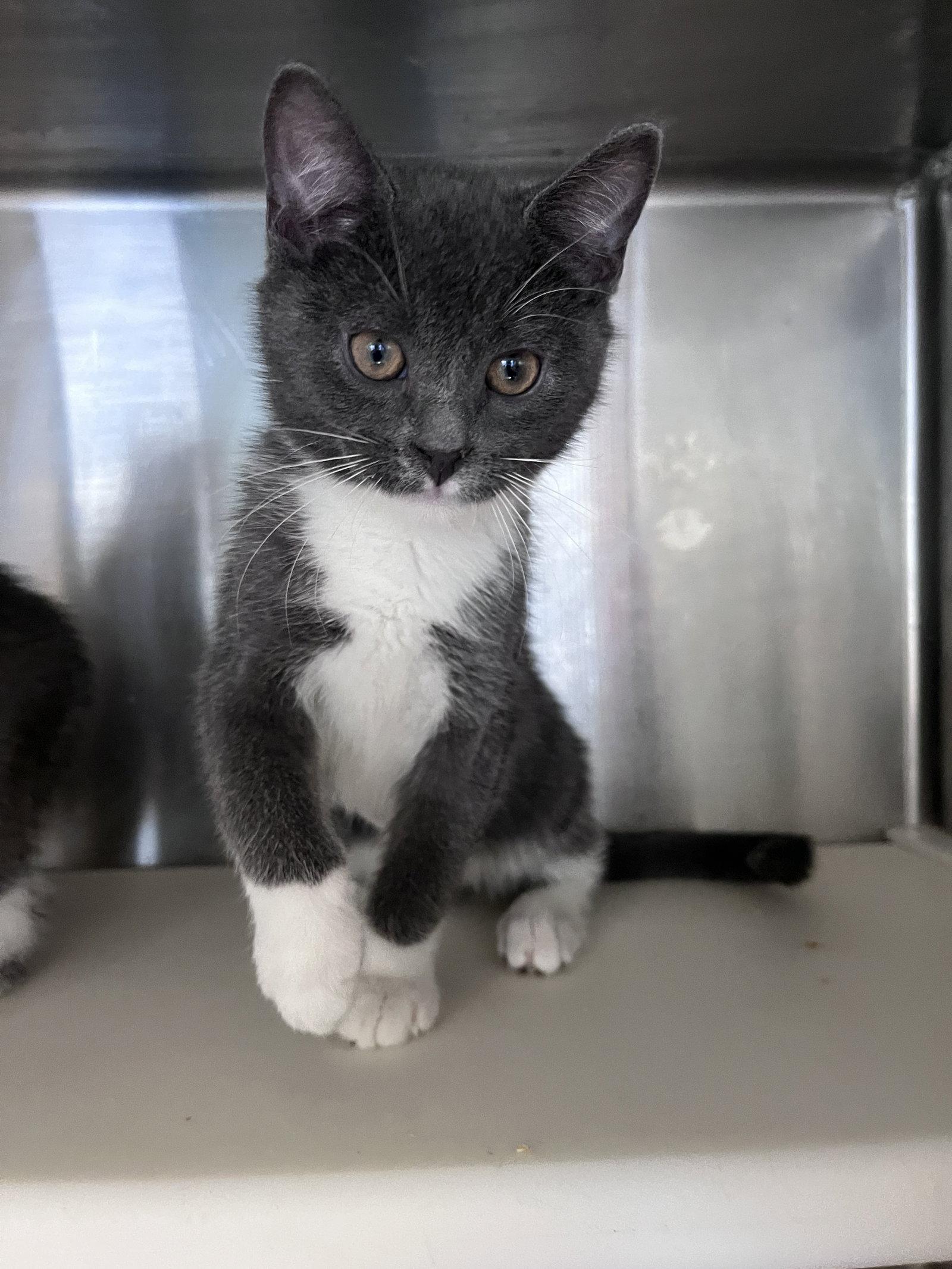 Enlarge Vinson, a Adoptable Domestic Short Hair in Carrollton, GA image 1/3