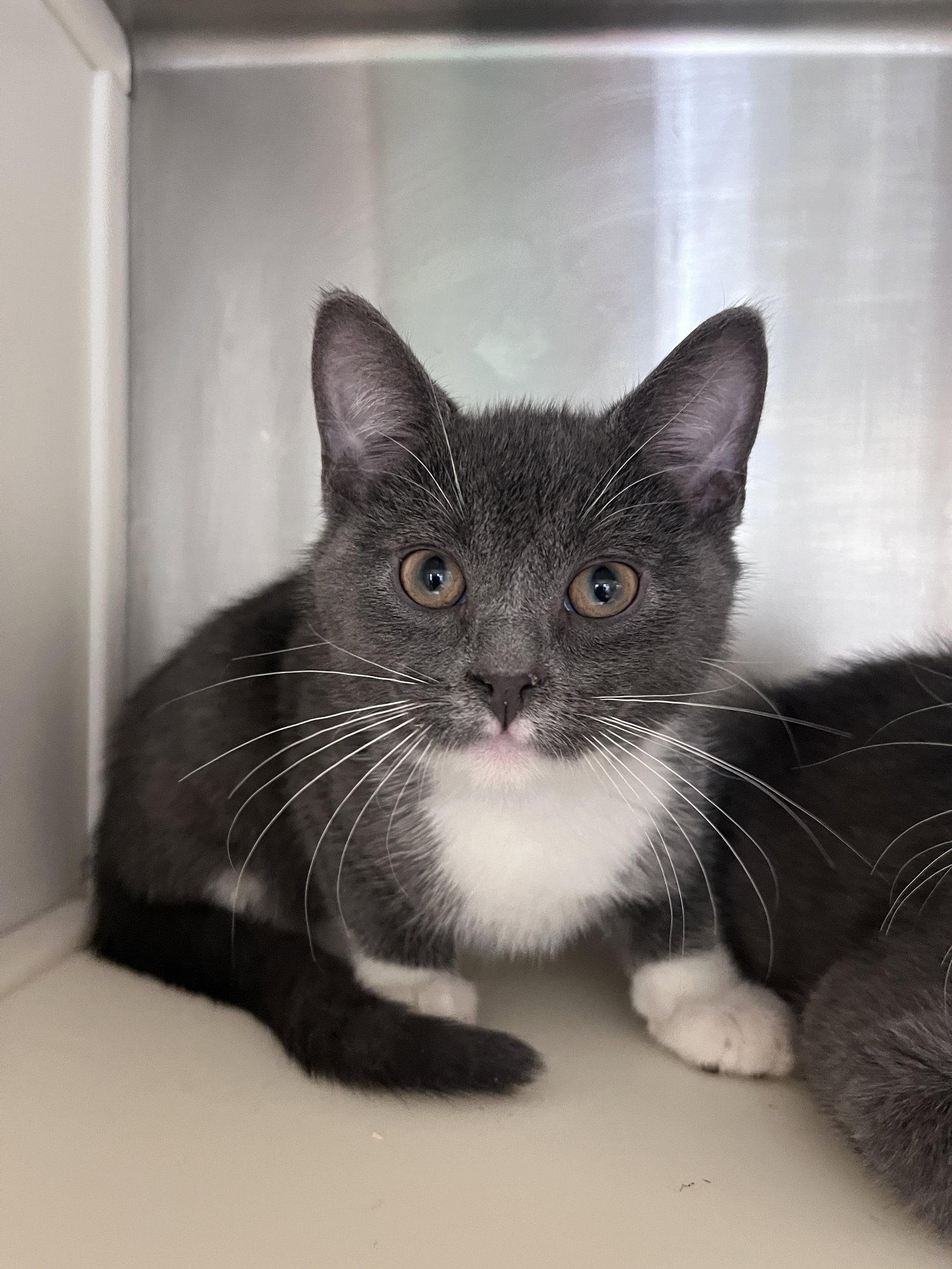 Enlarge Vinson, a Adoptable Domestic Short Hair in Carrollton, GA image 2/3