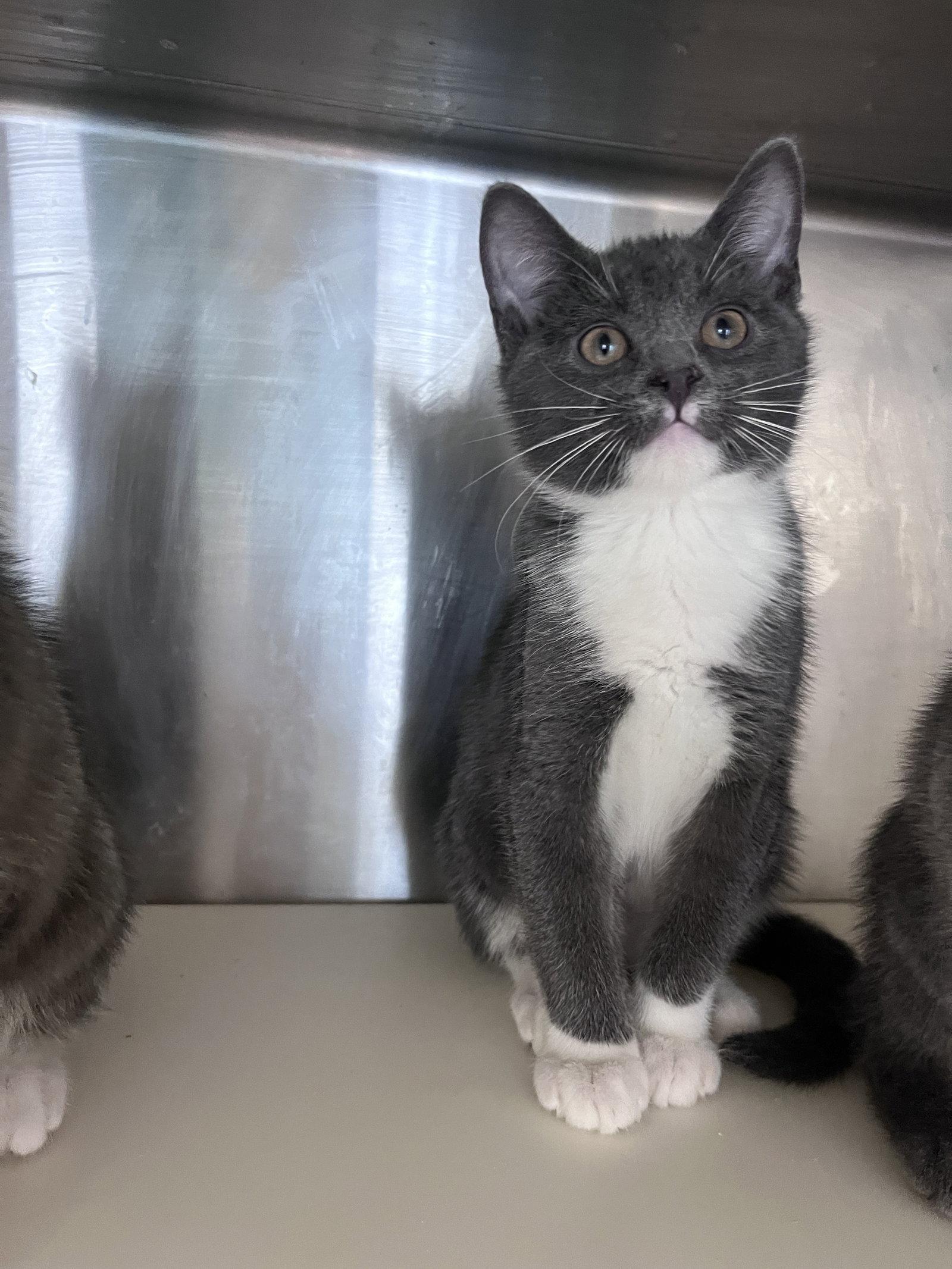 Enlarge Vinson, a Adoptable Domestic Short Hair in Carrollton, GA image 3/3