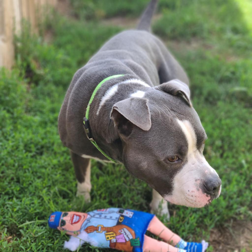 Chino, a Adoptable mixed breed in West Des Moines, IA image 6/6