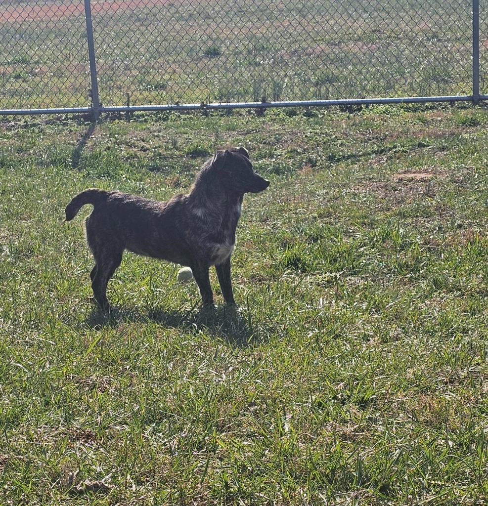Midas-Adoptable, a Adoptable Mountain Cur in Chickamauga , GA image 1/6