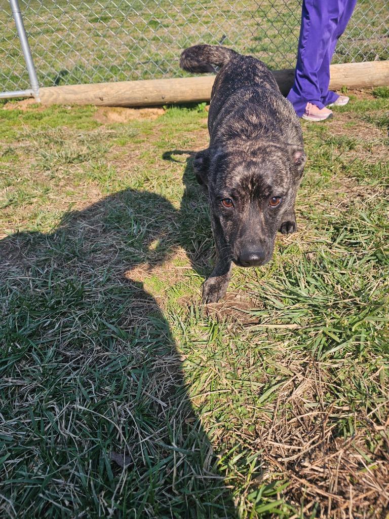 Midas-Adoptable, a Adoptable Mountain Cur in Chickamauga , GA image 2/6