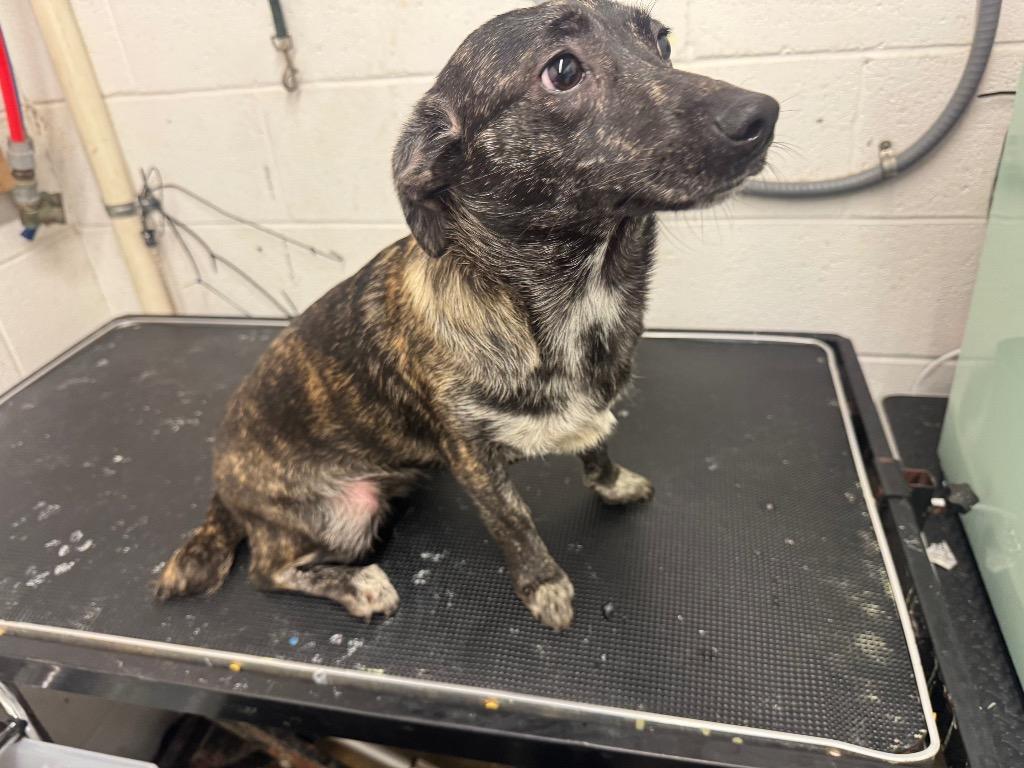 Midas-Adoptable, a Adoptable Mountain Cur in Chickamauga , GA image 4/6