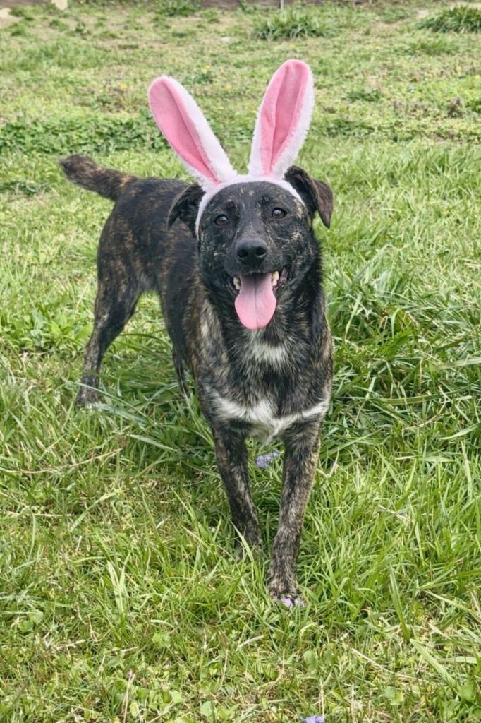 Enlarge Midas-Adoptable, a Adoptable Mountain Cur in Chickamauga , GA image 4/5