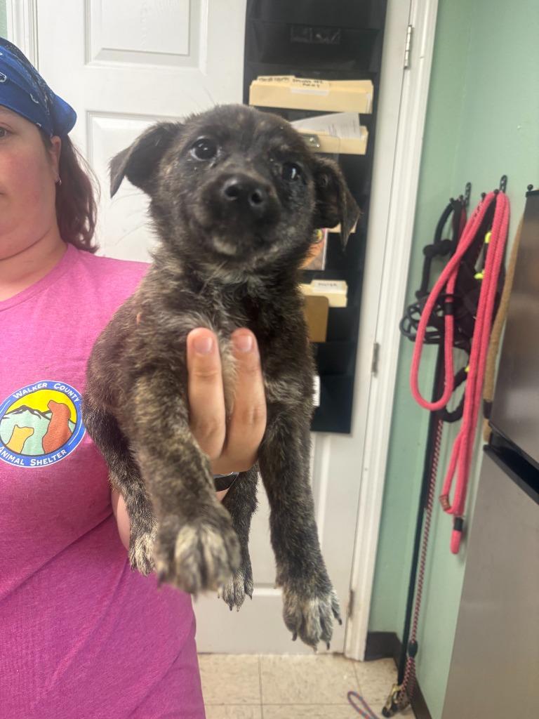 Midas-Adoptable, a Adoptable Mountain Cur in Chickamauga , GA image 5/6