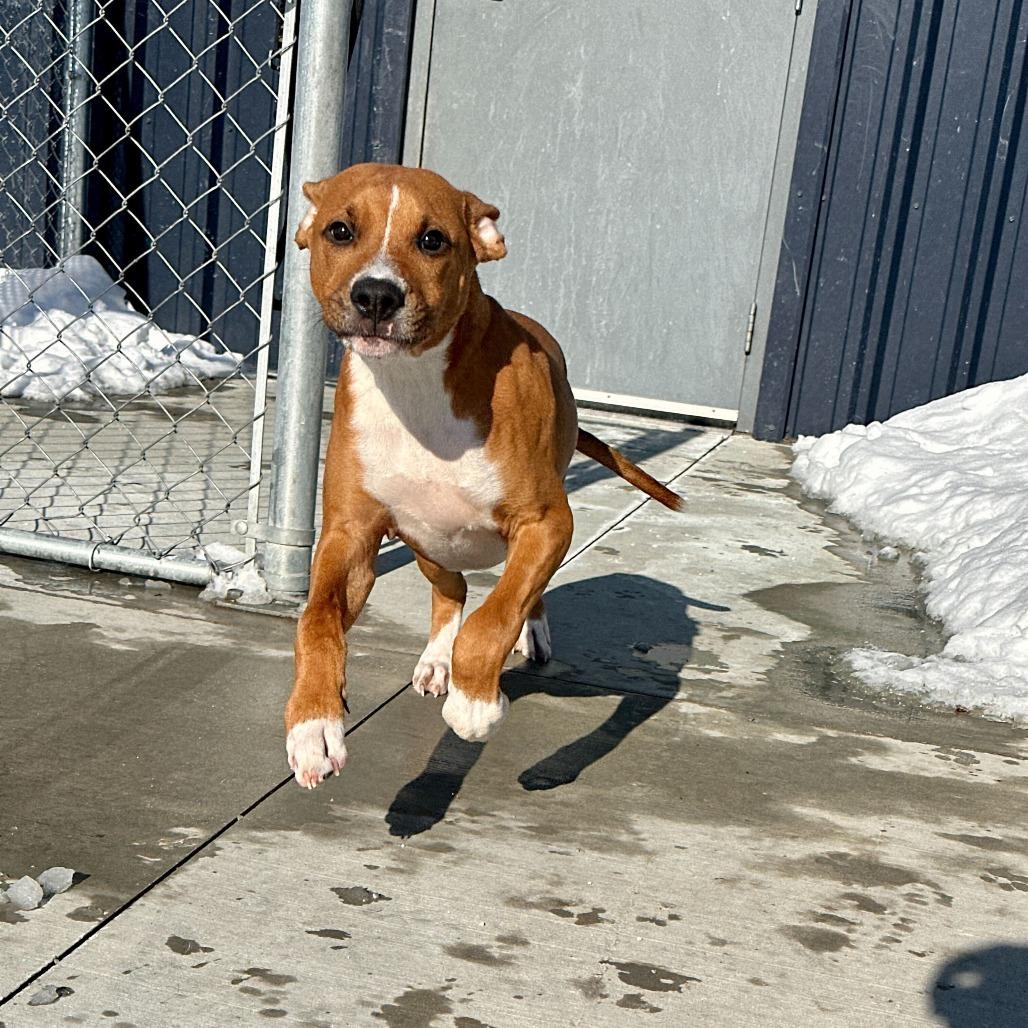 Enlarge Uni, a Adoptable mixed breed in Matteson, IL image 1/4
