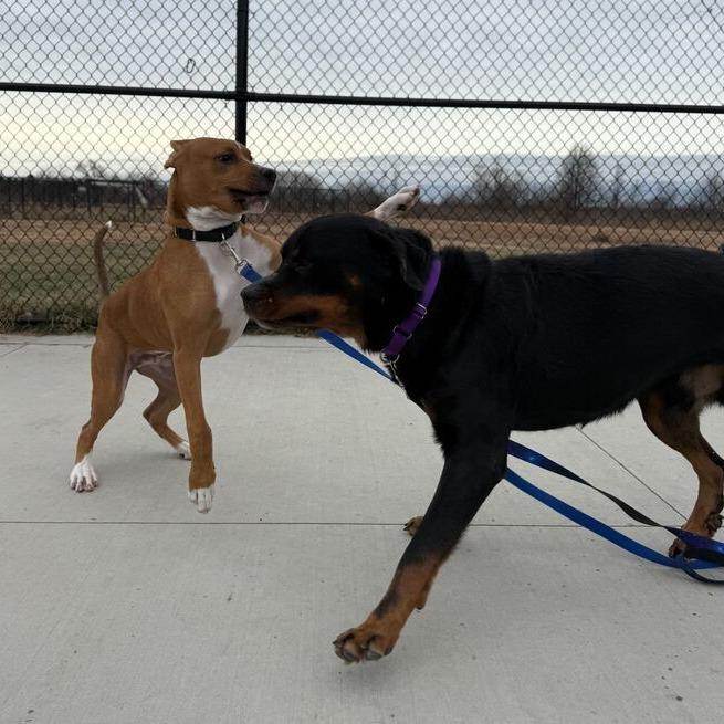 Enlarge Uni, a Adoptable mixed breed in Matteson, IL image 2/4