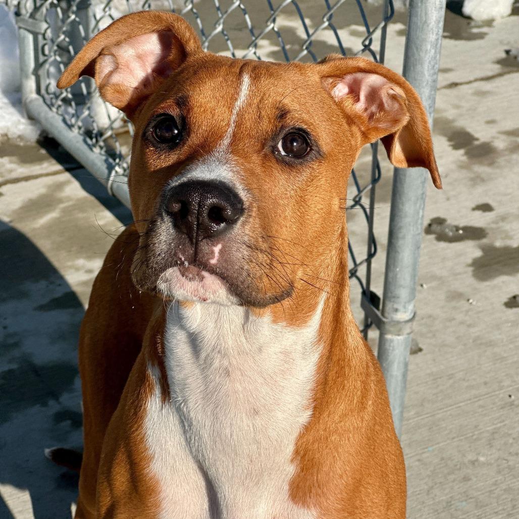 Enlarge Uni, a Adoptable mixed breed in Matteson, IL image 3/4