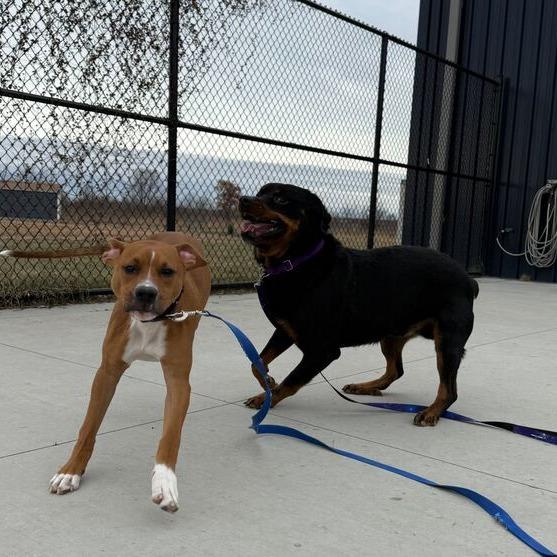 Enlarge Uni, a Adoptable mixed breed in Matteson, IL image 4/4