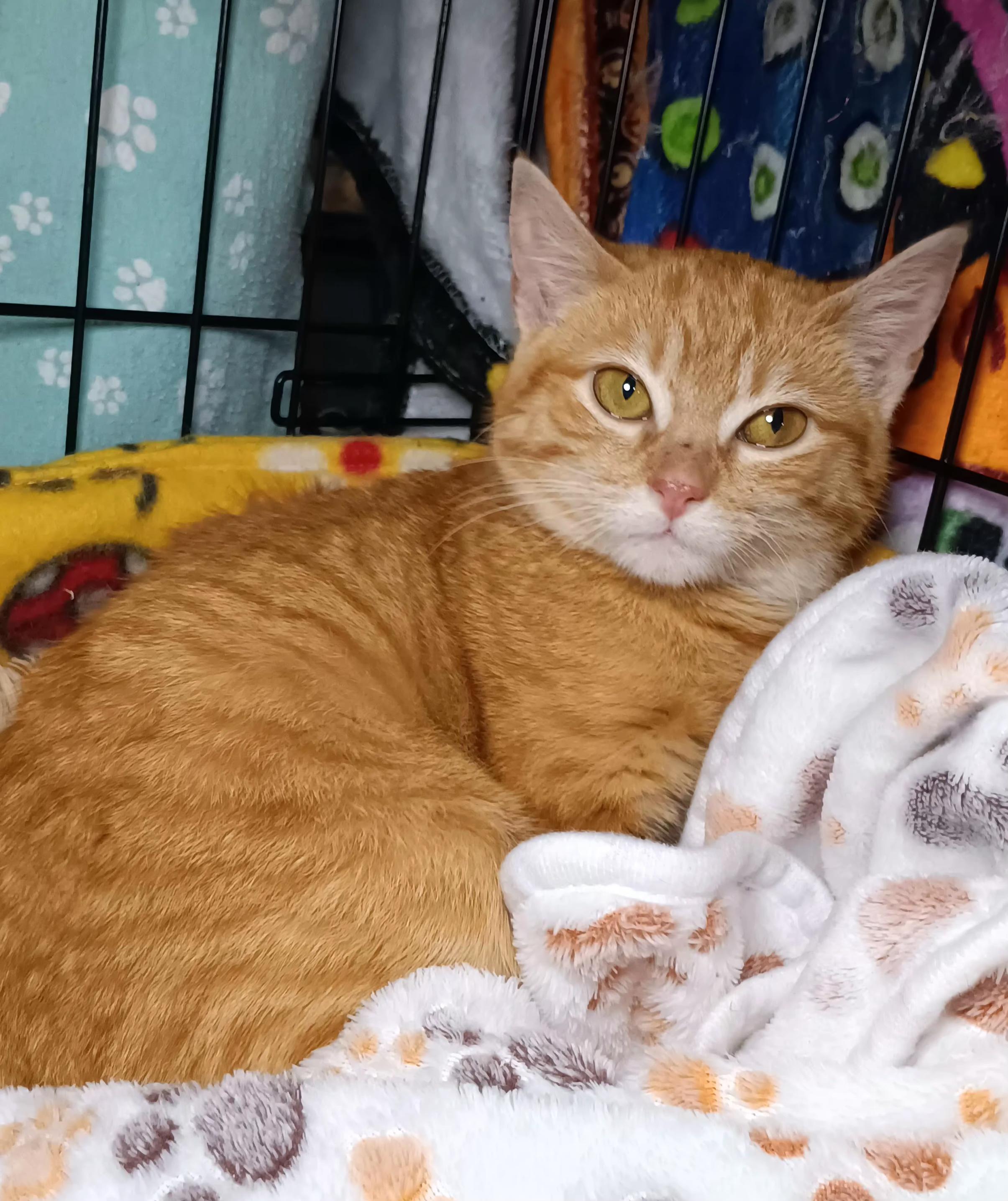 Enlarge Starburst , a ADOPTABLE Domestic Short Hair in Bethpage, NY image 1/1