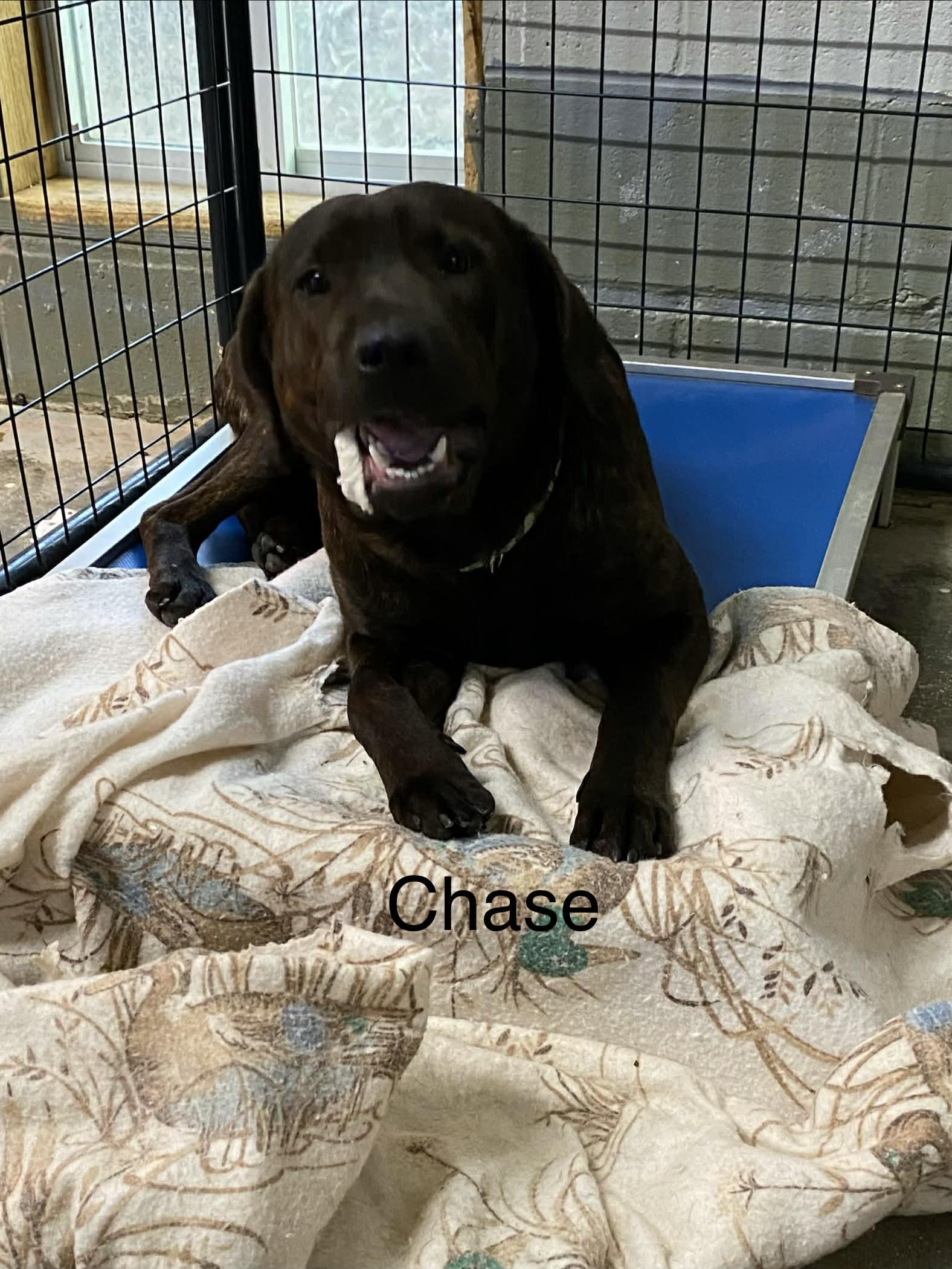 Chase, adopted, Young Male Labrador Retriever.