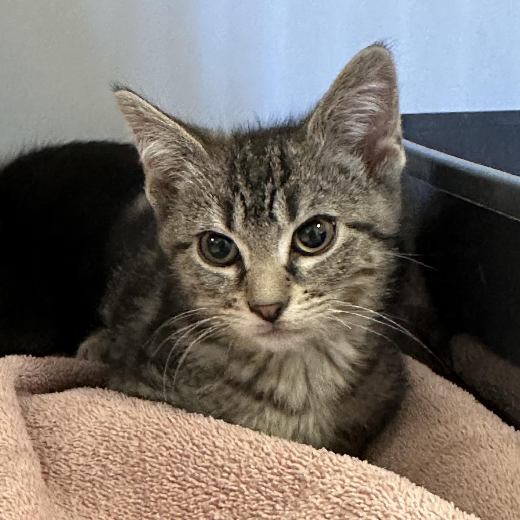 Enlarge Atlas, a Adoptable Domestic Short Hair in Hinsdale, IL image 1/1