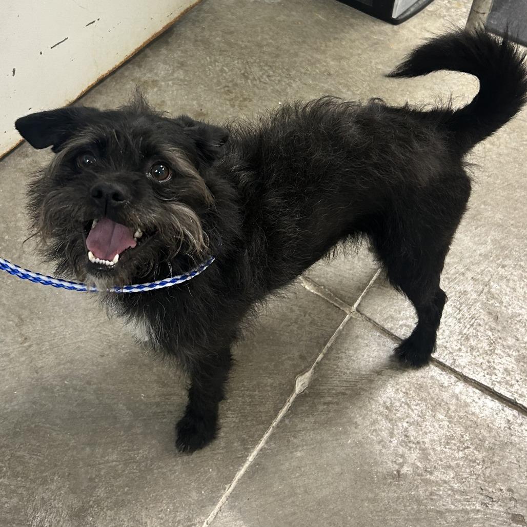 Enlarge Jojo, a Adoptable mixed breed in Emporia, KS image 1/3