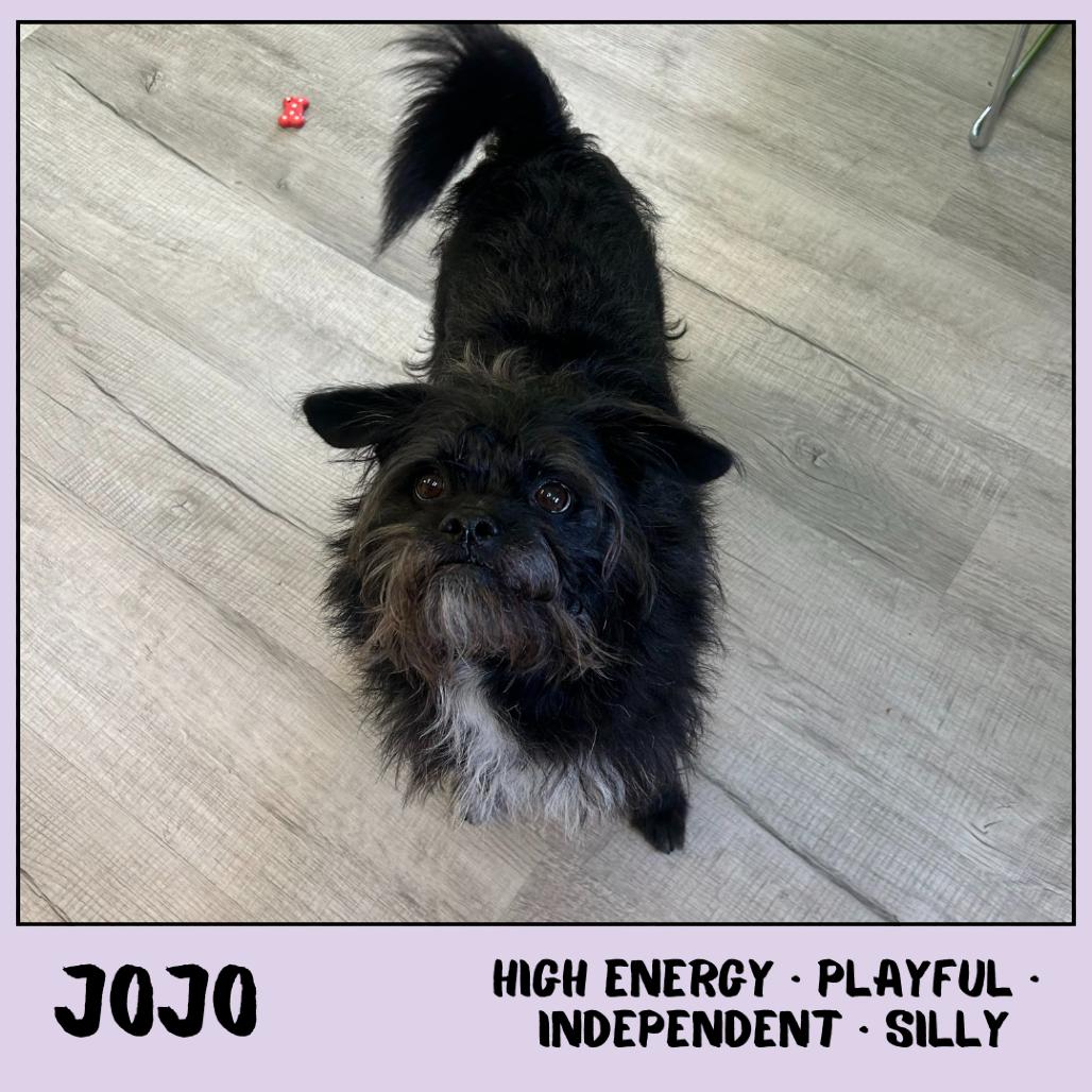 Enlarge Jojo, a Adoptable mixed breed in Emporia, KS image 2/3