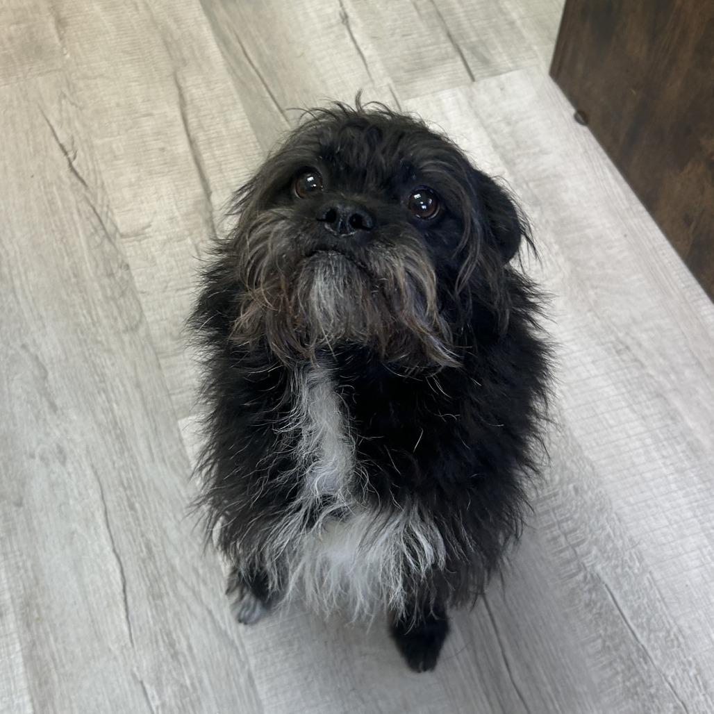 Enlarge Jojo, a Adoptable mixed breed in Emporia, KS image 3/3