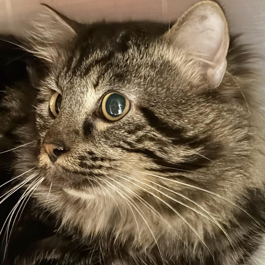 Enlarge Angus, a Adoptable Domestic Long Hair in Marshall, VA image 1/3