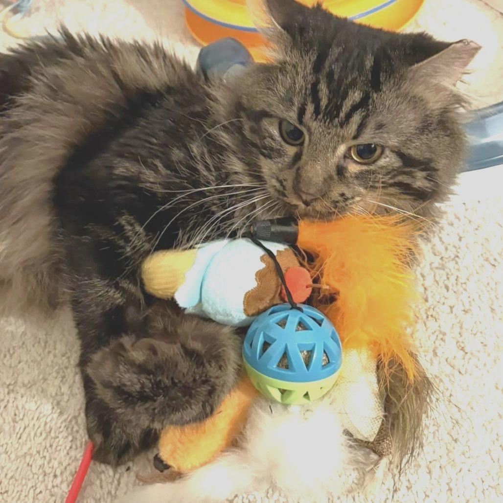 Angus, Adoptable, Young Male Domestic Long Hair.